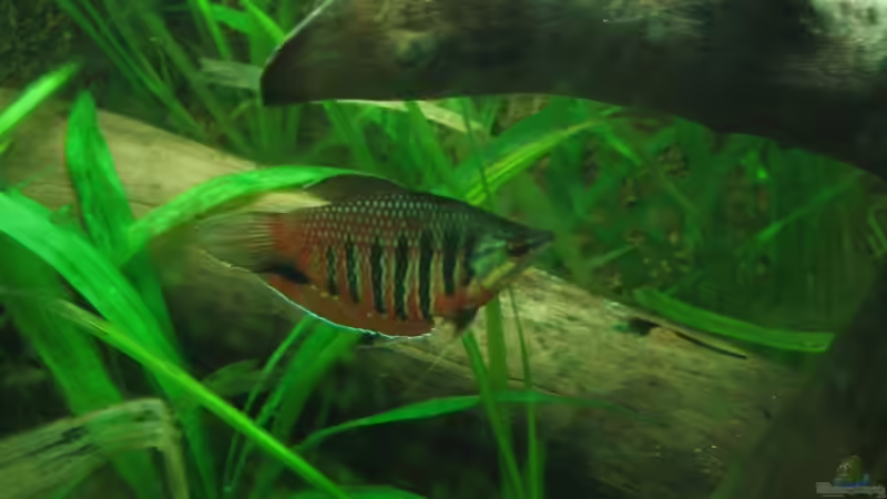 Besatz im Aquarium Becken 3374 von andif (27)