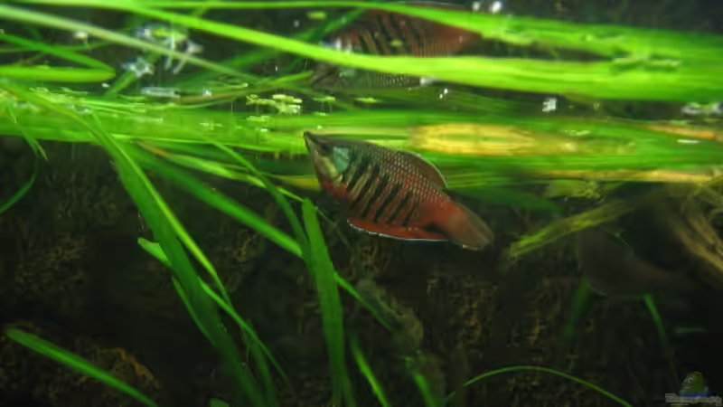 Besatz im Aquarium Becken 3374 von andif (28)