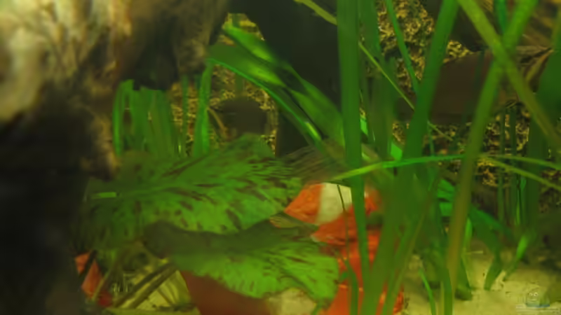 Besatz im Aquarium Becken 3374 von andif (29)