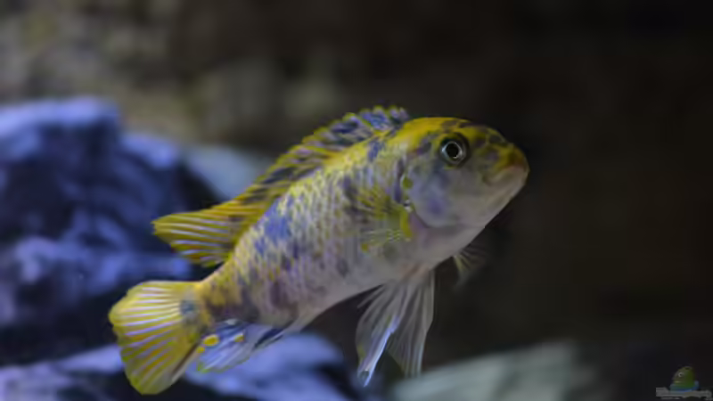 Besatz im Aquarium Becken 33772 von Veljev (8)