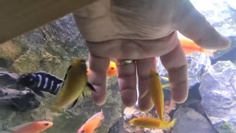 Besatz im Aquarium Becken 33784 von Malawifürst (11)