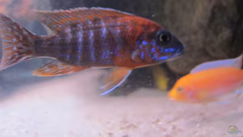 Besatz im Aquarium Becken 33784 von Malawifürst (8)