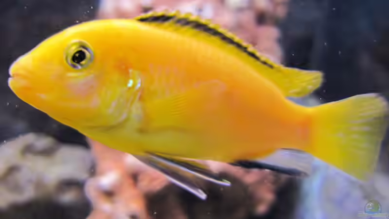 Besatz im Aquarium Becken 33784 von Malawifürst (9)