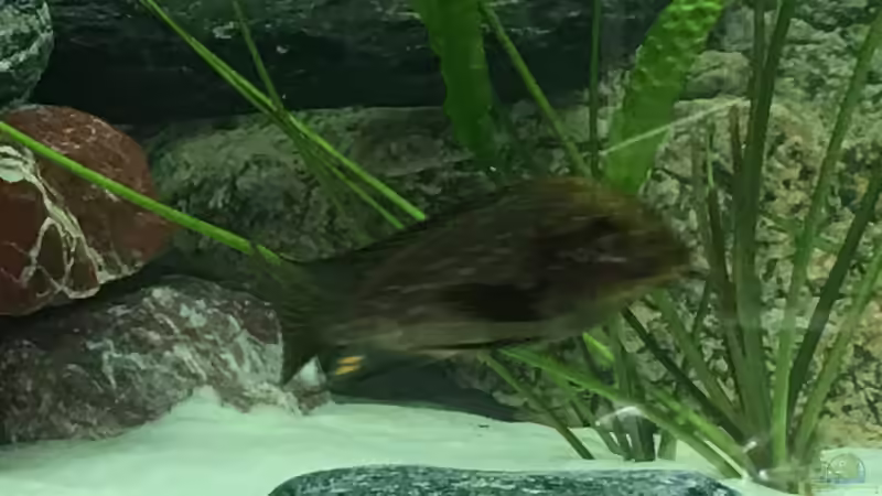 Besatz im Aquarium Becken 33795 von Enrico Fröhlich (14)