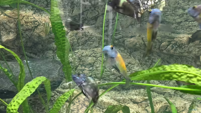 Besatz im Aquarium Becken 33795 von Enrico Fröhlich (15)