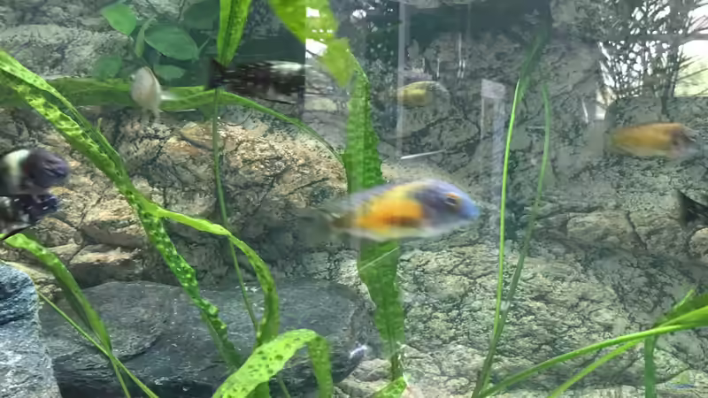 Besatz im Aquarium Becken 33795 von Enrico Fröhlich (17)