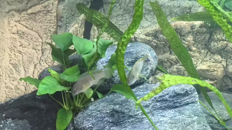 Besatz im Aquarium Becken 33795 von Enrico Fröhlich (18)