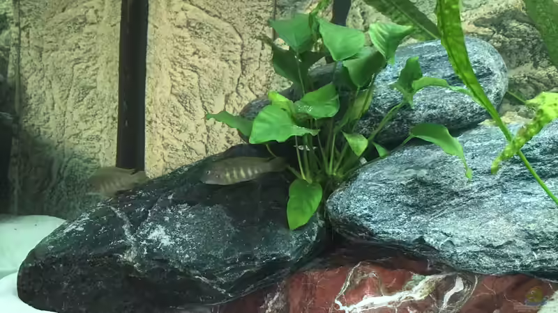 Besatz im Aquarium Becken 33795 von Enrico Fröhlich (19)