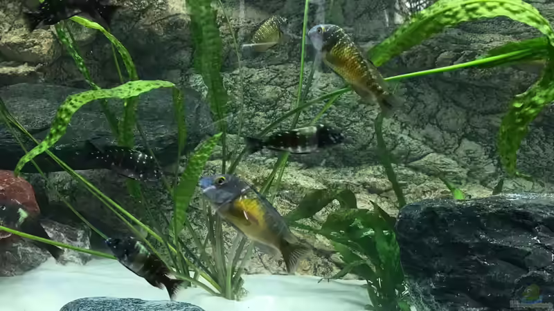 Besatz im Aquarium Becken 33795 von Enrico Fröhlich (21)