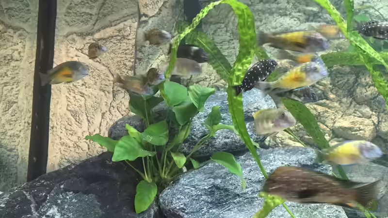 Besatz im Aquarium Becken 33795 von Enrico Fröhlich (22)