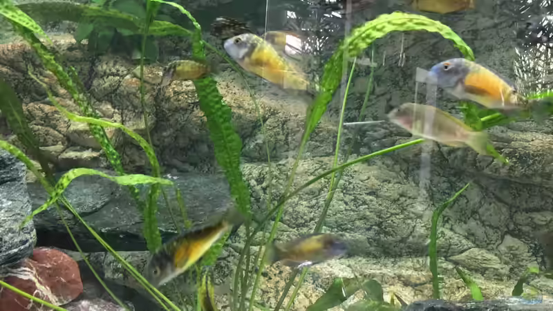 Besatz im Aquarium Becken 33795 von Enrico Fröhlich (23)