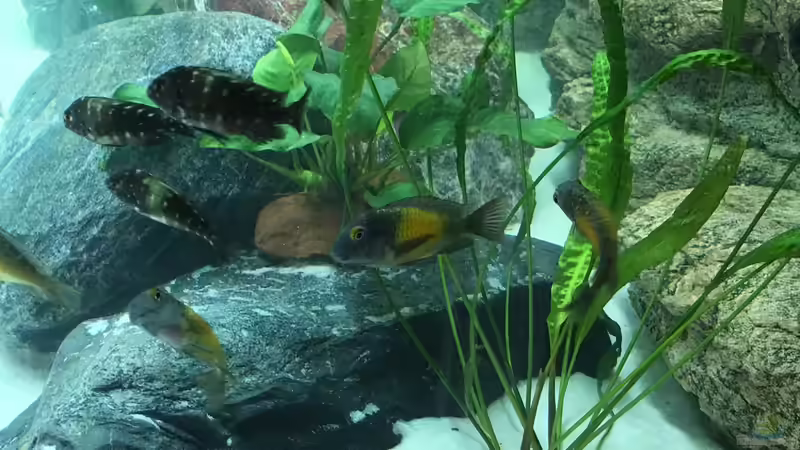 Besatz im Aquarium Becken 33795 von Enrico Fröhlich (24)