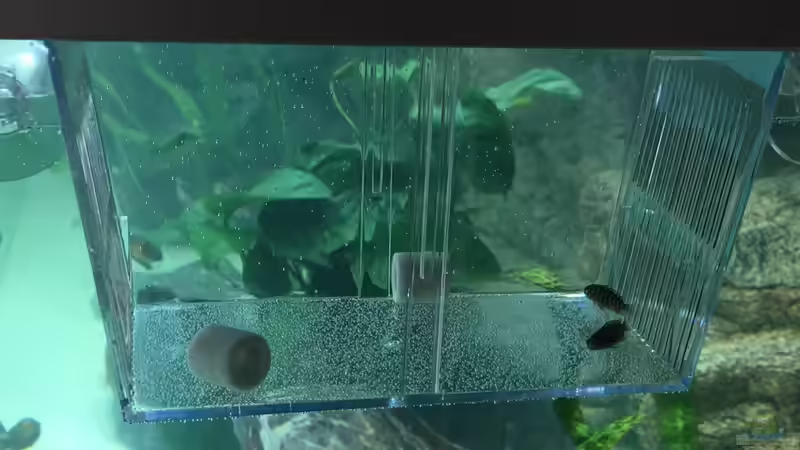 Besatz im Aquarium Becken 33795 von Enrico Fröhlich (25)