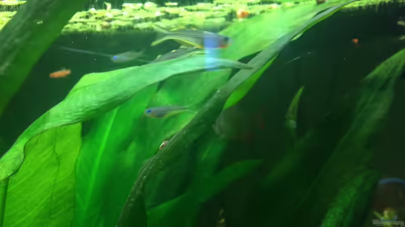 Besatz im Aquarium Becken 33802 von Julia Wohlschläger (11)