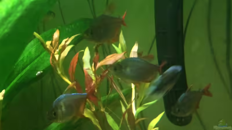 Besatz im Aquarium Becken 33802 von Julia Wohlschläger (6)