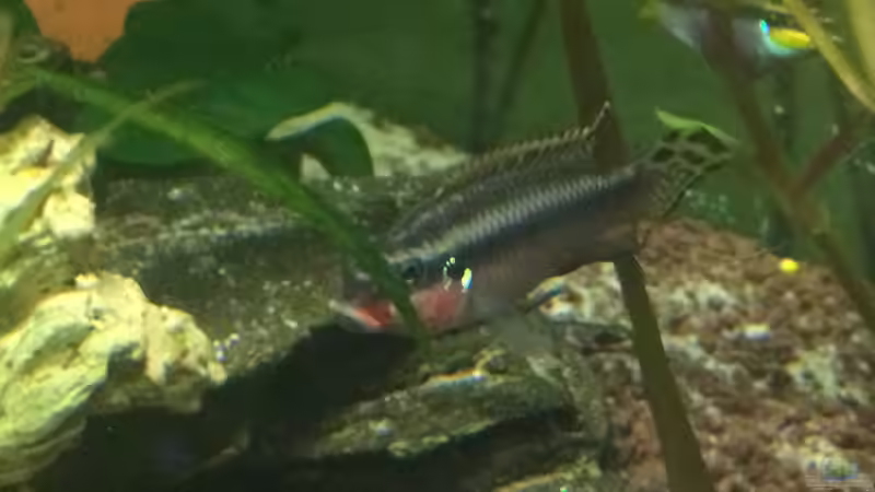 Besatz im Aquarium Becken 33802 von Julia Wohlschläger (7)