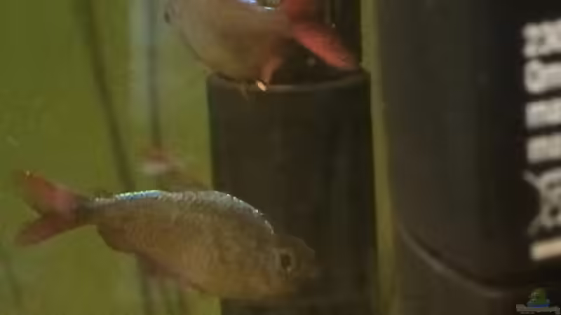 Besatz im Aquarium Becken 33802 von Julia Wohlschläger (9)