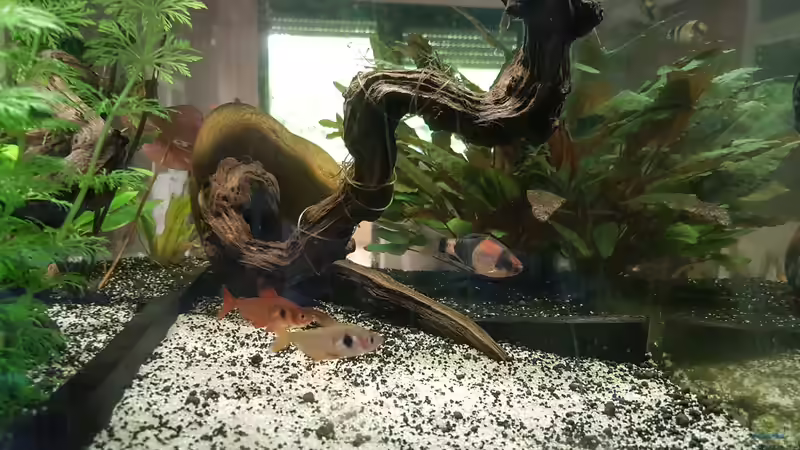 Besatz im Aquarium Becken 33864 von Sunnyboy_72 (47)