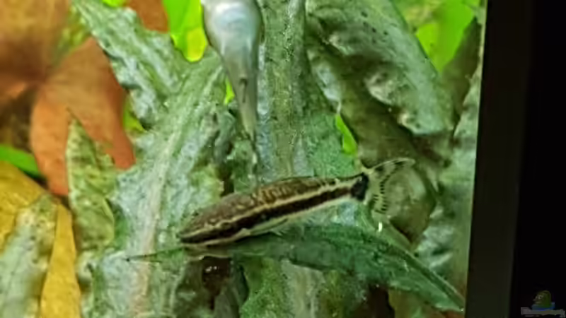 Besatz im Aquarium Becken 33864 von Sunnyboy_72 (49)