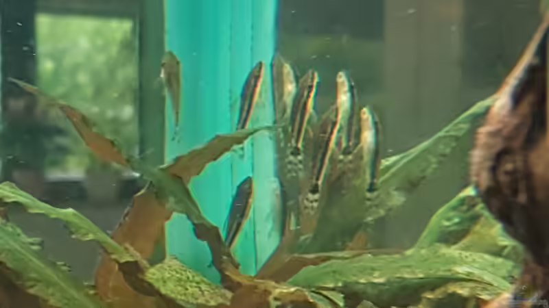 Besatz im Aquarium Becken 33864 von Sunnyboy_72 (50)