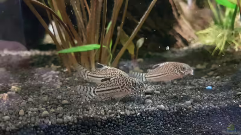 Besatz im Aquarium Becken 33864 von Sunnyboy_72 (51)