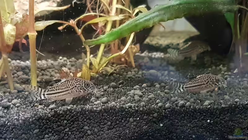 Besatz im Aquarium Becken 33864 von Sunnyboy_72 (52)