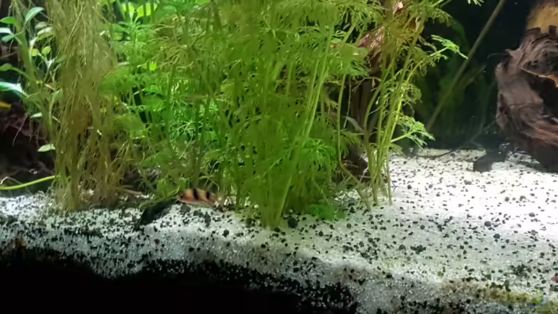 Besatz im Aquarium Becken 33864 von Sunnyboy_72 (55)