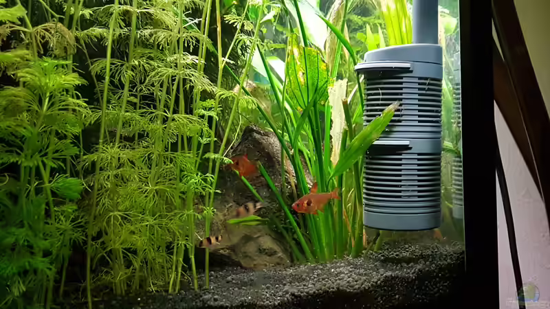 Besatz im Aquarium Becken 33864 von Sunnyboy_72 (56)