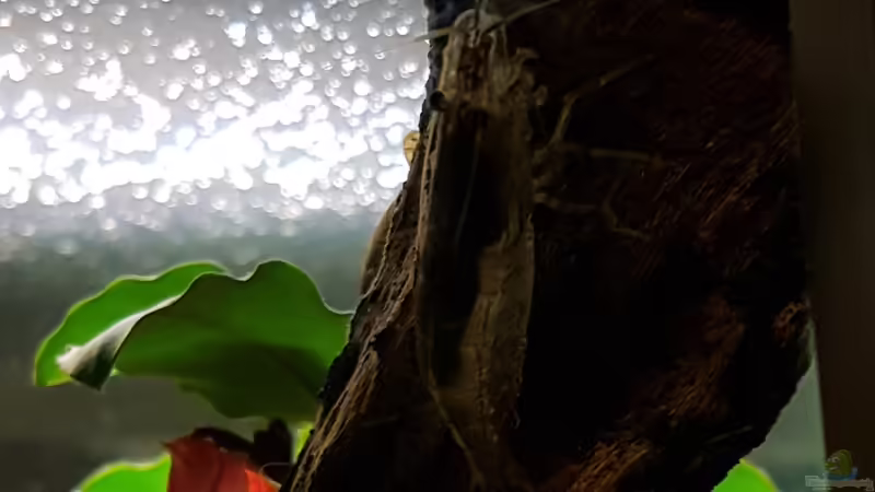 Besatz im Aquarium Becken 33864 von Sunnyboy_72 (57)