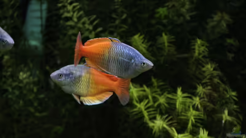 Besatz im Aquarium Becken 33872 von Thomas Brandt (10)