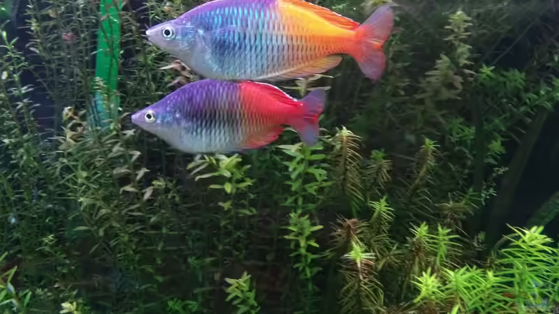 Besatz im Aquarium Becken 33872 von Thomas Brandt (12)