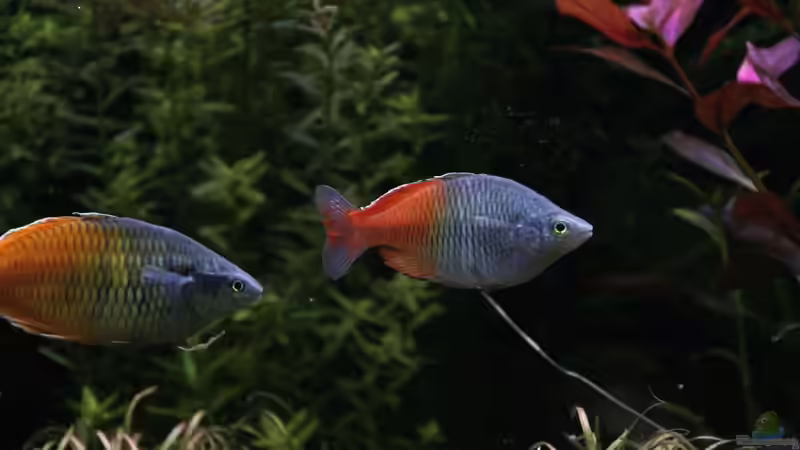 Besatz im Aquarium Becken 33872 von Thomas Brandt (7)