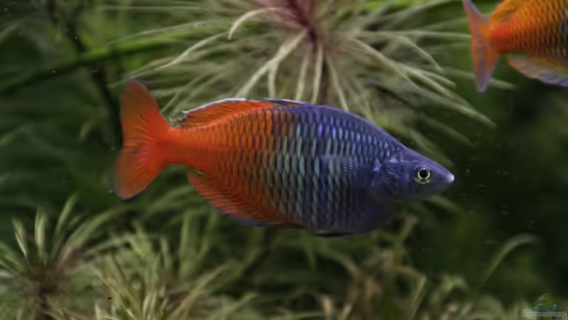 Besatz im Aquarium Becken 33872 von Thomas Brandt (9)