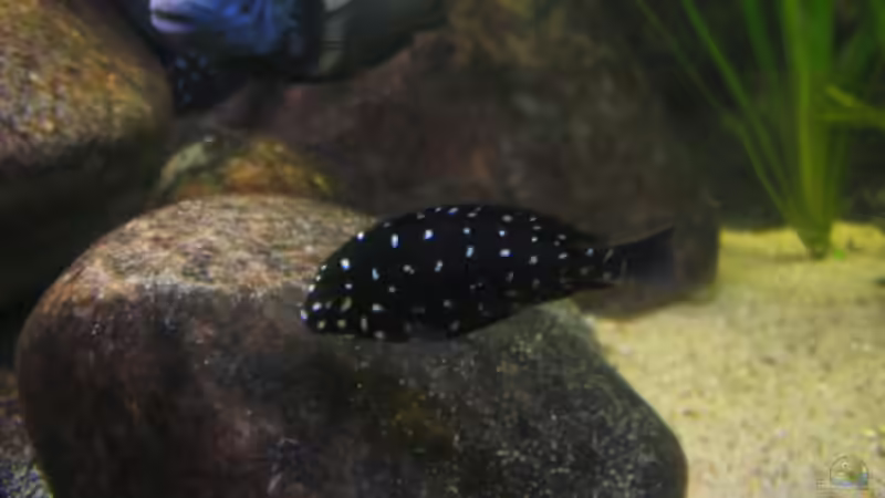 Besatz im Aquarium Becken 3399 von Jeffry Westerhoff (6)