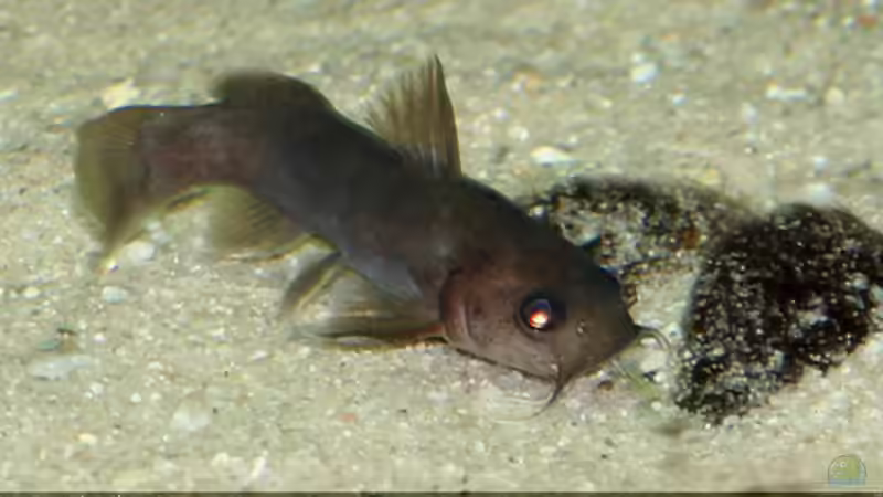 Besatz im Aquarium Becken 3399 von Jeffry Westerhoff (7)