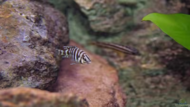 Besatz im Aquarium Becken 3404 von Martin Hänggi (12)