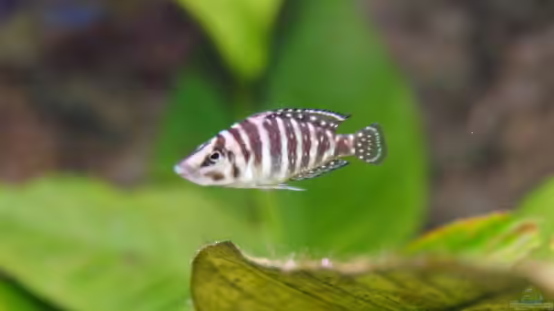 Besatz im Aquarium Becken 3404 von Martin Hänggi (13)