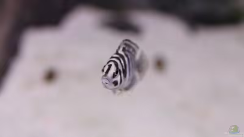 Besatz im Aquarium Becken 3404 von Martin Hänggi (14)