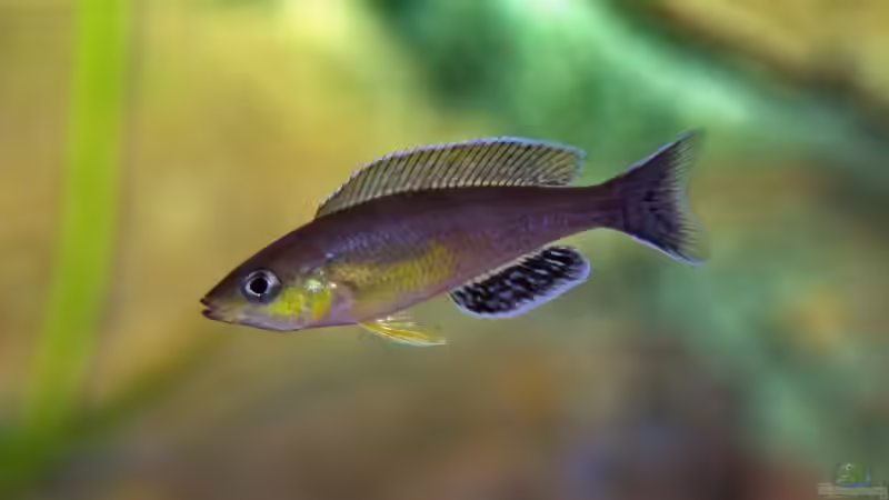 Besatz im Aquarium Becken 3404 von Martin Hänggi (16)