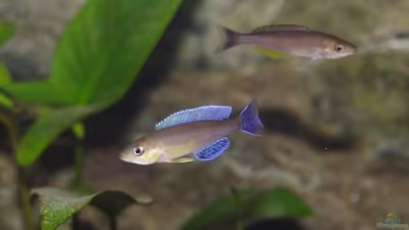 Besatz im Aquarium Becken 3404 von Martin Hänggi (17)