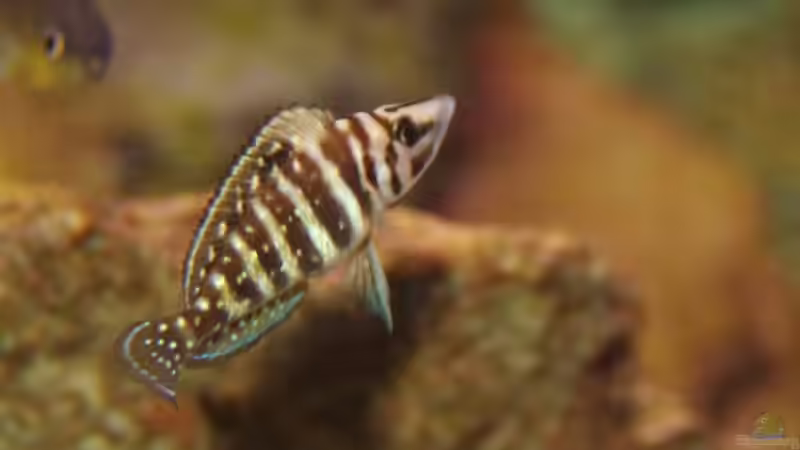 Besatz im Aquarium Becken 3404 von Martin Hänggi (18)