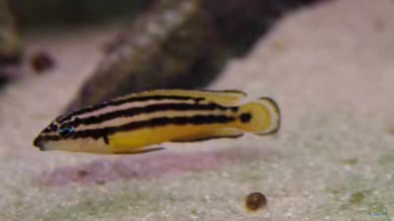 Besatz im Aquarium Becken 3404 von Martin Hänggi (19)