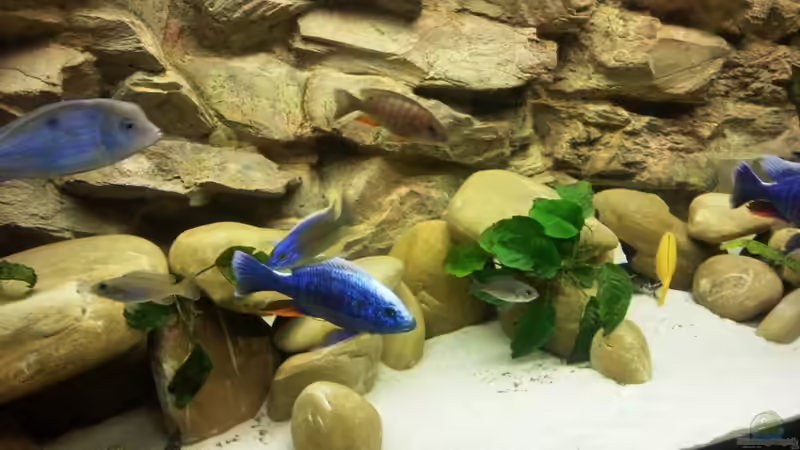 Besatz im Aquarium Becken 3408 von Thomas Fricke (16)