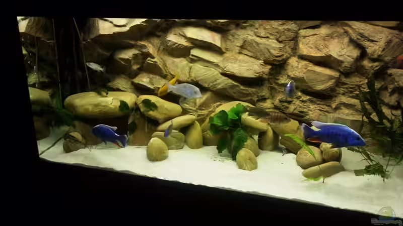 Besatz im Aquarium Becken 3408 von Thomas Fricke (17)