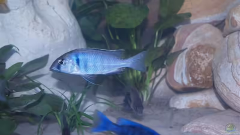 Besatz im Aquarium Becken 3409 von Jochen Engelmann (7)