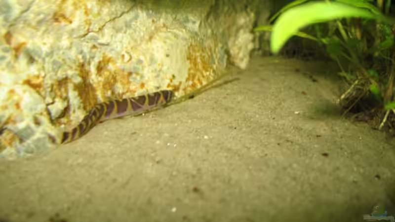 Besatz im Aquarium Becken 341 von Marcus.H (10)