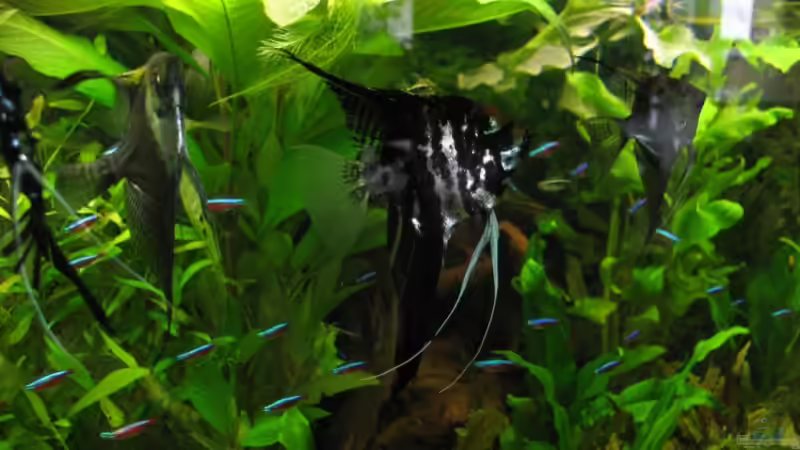 Besatz im Aquarium Becken 341 von Marcus.H (11)