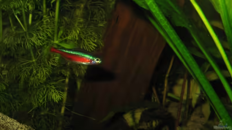 Besatz im Aquarium Becken 341 von Marcus.H (13)