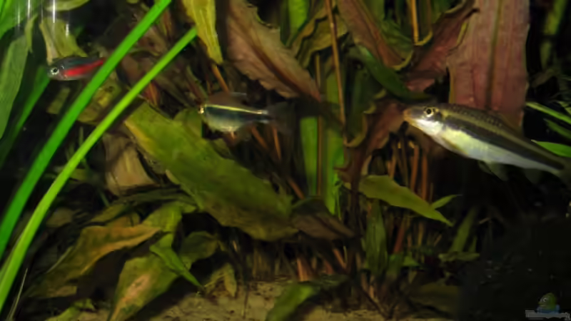 Besatz im Aquarium Becken 341 von Marcus.H (6)