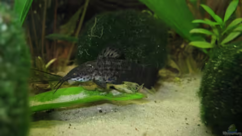 Besatz im Aquarium Becken 341 von Marcus.H (7)